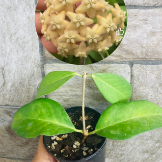 Hoya ut 030