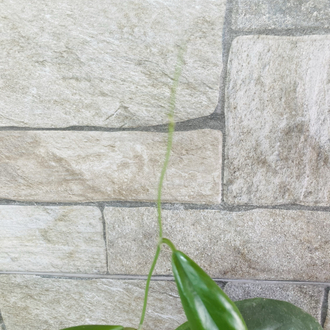 Hoya incarssata