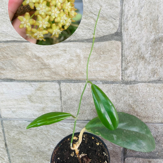 Hoya incarssata