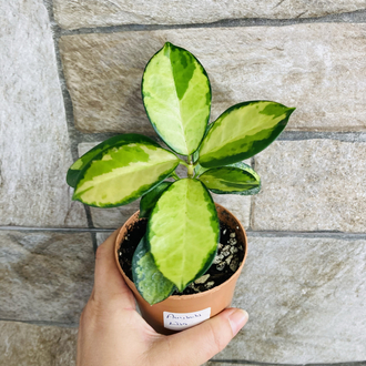 Hoya australis lisa 