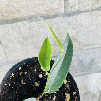 Hoya surisana orange 