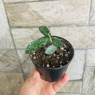 Hoya hon thom