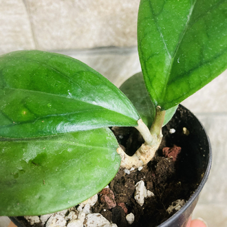 Hoya puom siam ruby