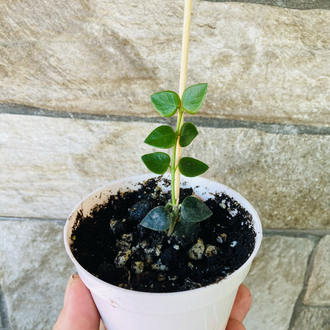 Hoya chinghungensis