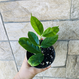 Hoya campanulata 
