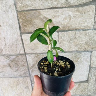 Hoya mini kentina