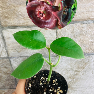 Hoya gigas