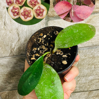 Hoya benchaii