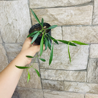 Hoya odettea x tsangii