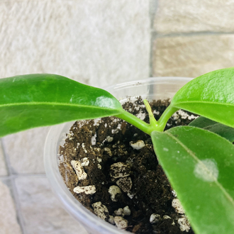 Hoya imperialis var rauschii