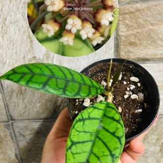 Hoya callistophylla cal 16