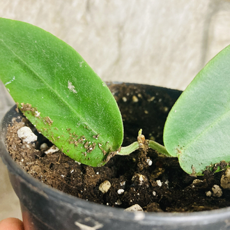 Hoya inflata