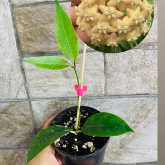 Hoya ut 030