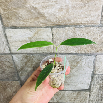 Hoya grenii
