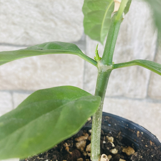 Hoya decipualae 