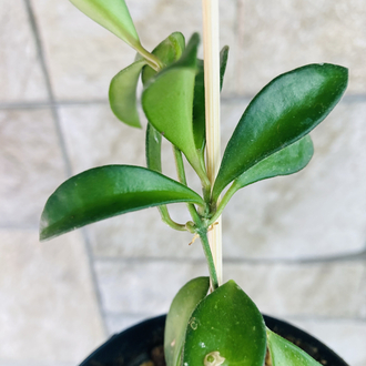 Hoya mini kentina