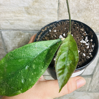 Hoya Finlaysonii chicken farm 