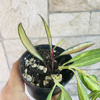 Hoya wayetii tricolar