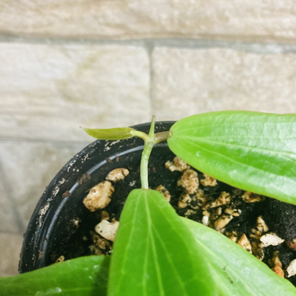 Hoya siariare red