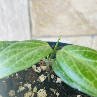 Hoya fitchii