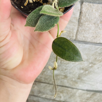 Hoya thomsonii pink