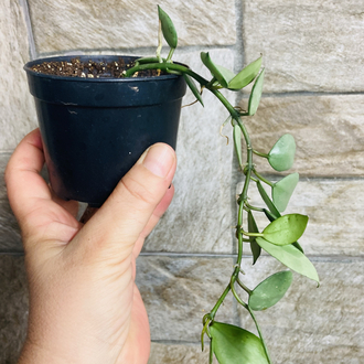Hoya süper eskimo 