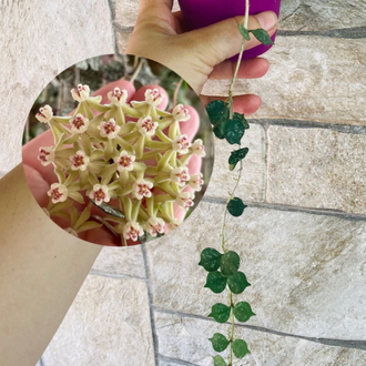 Hoya curtisii 