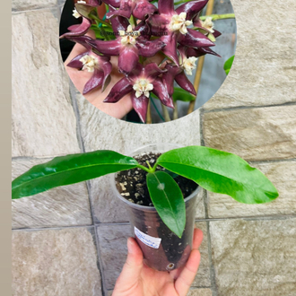 Hoya imperialis var rauschii