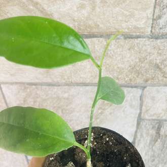 Hoya alagensis 