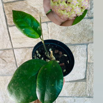Hoya cv joy