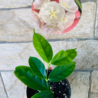 Hoya campanulata 