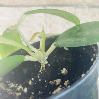 Hoya nicholsoniae x mb0001