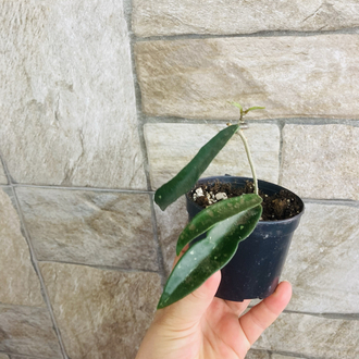 Hoya minibelle