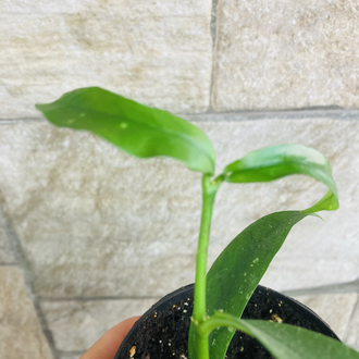 Hoya lobbii orange