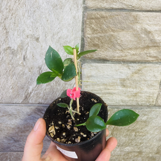 Hoya fraser hills