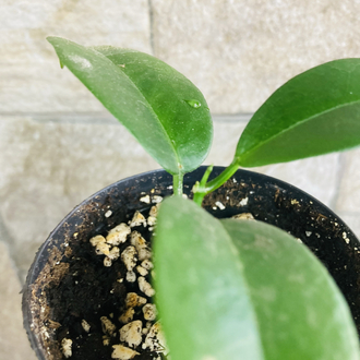 Hoya vitiensis 