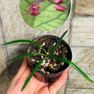 Hoya İnsularis 