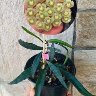 Hoya mirabilis 