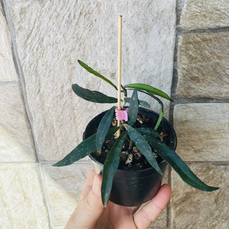 Hoya mirabilis 