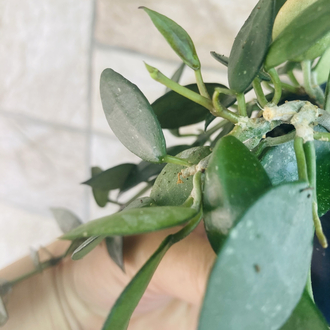 Hoya lacunosa