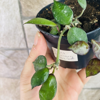 Hoya lacunosa black leaf