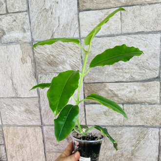 Hoya imperialis palawan