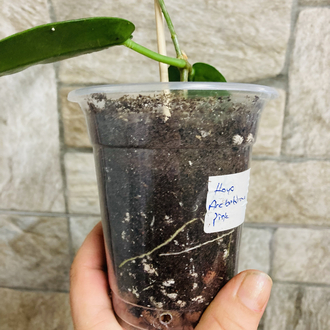 Hoya Arcboldiana pink
