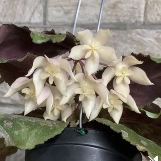 Hoya undulata