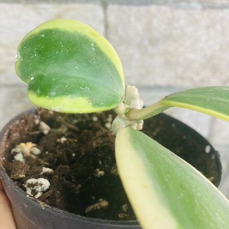 Hoya kerrii