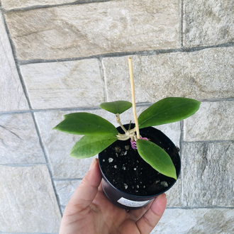 Hoya erytrostemma ut 048