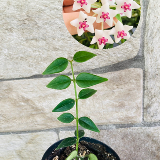 Hoya bella 