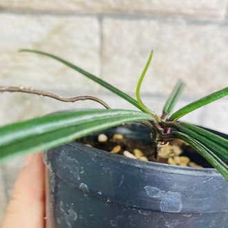 Hoya İnsularis 