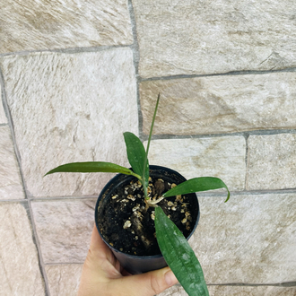 Hoya rindu rafflesia