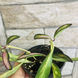 Hoya wayetii tricolar (iki köklüdür)